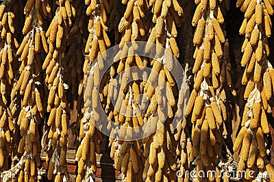 Corncob Plaits Stock Photo