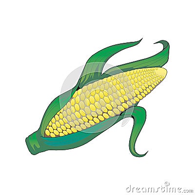 Corncob vector illustration isolated on white background in EPS10 Vector Illustration