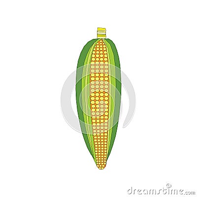 Corncob vector illustration isolated on white background in EPS10 Vector Illustration