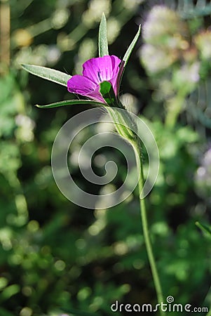 Corncockle flower (Agrostemma githago) Stock Photo