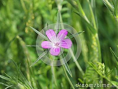 The corncockle flower Agrostemma githago Stock Photo