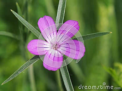 The corncockle flower - Agrostemma githago Stock Photo