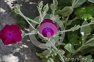 Corncockle, gith or Agrostemma githago often meet wild purple flower Stock Photo