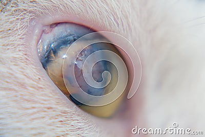 Adult cat with corneal ulcer Stock Photo