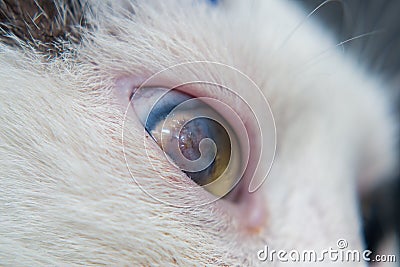 Adult cat with corneal ulcer Stock Photo