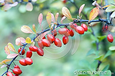 Cornelian cherries Stock Photo
