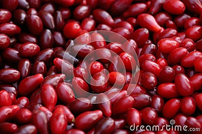 Cornelian Cherry - European Cornel Stock Photo