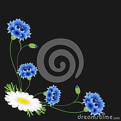 Corner with blue cornflowers and daisy on a black background. Vector Illustration