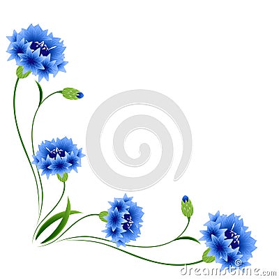 Corner with blue cornflowers on a white background. Vector Illustration