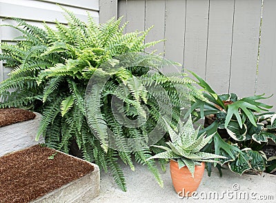 Corner Garden with Ferns & Aloe Plant Stock Photo