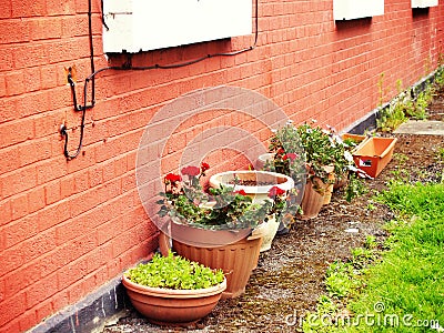 View of several plastic and terracota pots filled with soil and planted flowers in a backyard Stock Photo