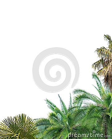 Corner from palm tree foliage isolated on white Stock Photo