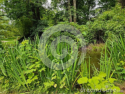 Corner of park with a small stretch of water and numerous different plant Stock Photo