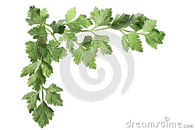 Corner of parsley leaves Stock Photo