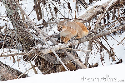 Cornered mountain lion Stock Photo