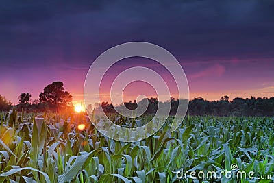 Cornfied at Sunset Stock Photo