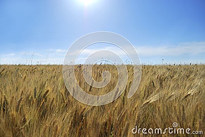 Cornfield Stock Photo