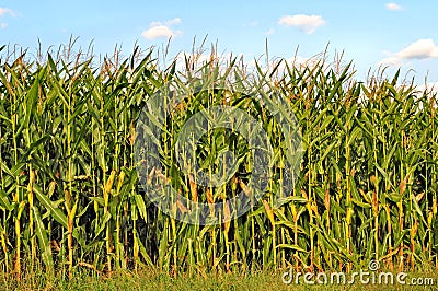 Cornfield Stock Photo