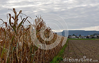 A cornfield in autumn divided into two parts by a small grass path. Stock Photo