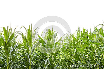 Cornfield Stock Photo