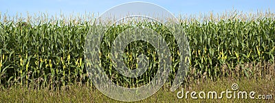 Cornfield Detail Banner Panorama, Corn Stalks Stock Photo