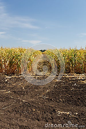 Cornfield at the end of summer season Stock Photo