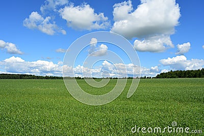 Cornfield. Forest. Rural field of green grass. Sky clouds. Lawn meadow grass. Bright green decoration, soft grass creeps Stock Photo
