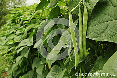 Cornfield Green Beans On Vines Stock Photo