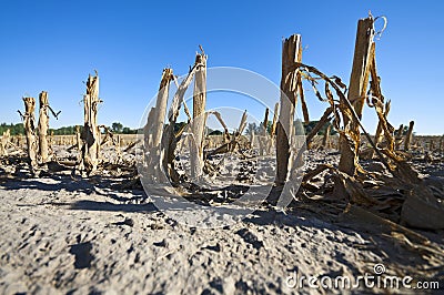 Cornfield after harvest Stock Photo