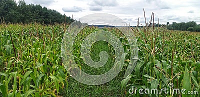 Cornfield near the forest Stock Photo