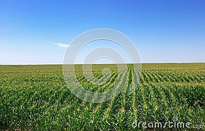 Cornfield at Portugal. Stock Photo