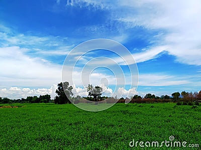 Cornfield, sky, atmosphere, nature, beautiful view, countryside Stock Photo