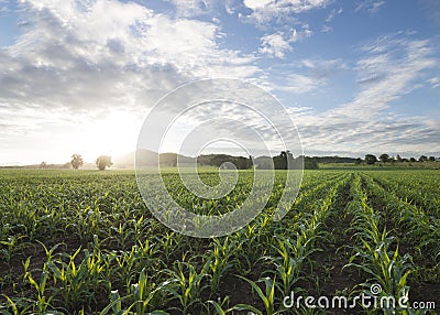 Cornfield sun and blue sky in the morning Stock Photo