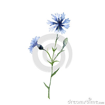 Cornflower, blossomed floral plant. Realistic field bluebottle. Hand drawn illustration isolated on a white background Cartoon Illustration