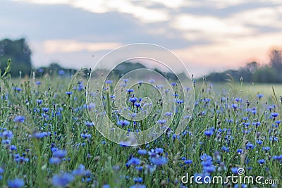 Cornflower field in spring at sunset Stock Photo