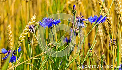 Cornflower, knapweed Centaurea scabiosa or greater knapweed blue flower growing in the field. Close up, selective focus Stock Photo