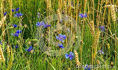 Cornflower, knapweed Centaurea scabiosa or greater knapweed blue flower growing in the field. Close up, selective focus Stock Photo