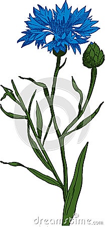 Blue Cornflower. Vector Cartoon Illustration
