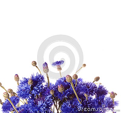 Cornflowers Stock Photo