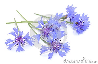 Cornflowers Stock Photo