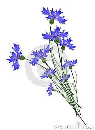 Cornflowers Vector Illustration