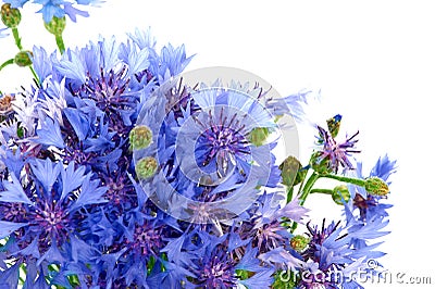 Cornflowers Stock Photo