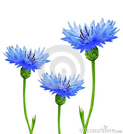 Cornflowers Stock Photo