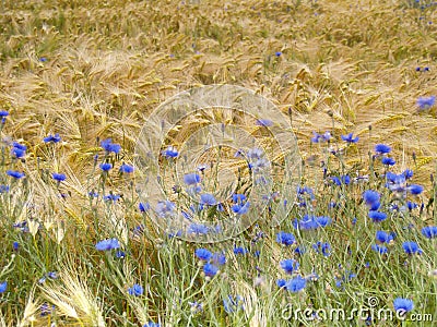 Cornflowers in barley field Stock Photo