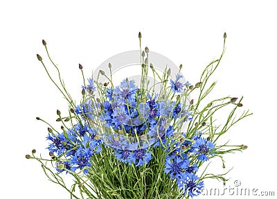 Cornflowers isolated on white without shadow Stock Photo