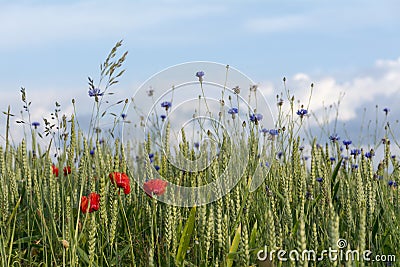 Cornflowers and poppies in a wheat field against the blue sky Stock Photo