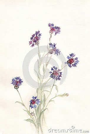 Cornflowers watercolor painting Stock Photo