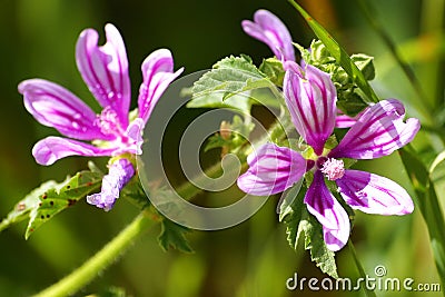 Cornish mallow flowers (Lavatera cretica) Stock Photo