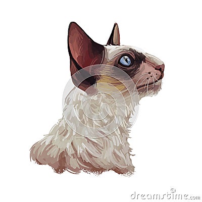 Cornish Rex cat isolated on white. Digital art illustration of hand drawn kitty for web. Face of kitten with big brown ears blue Cartoon Illustration