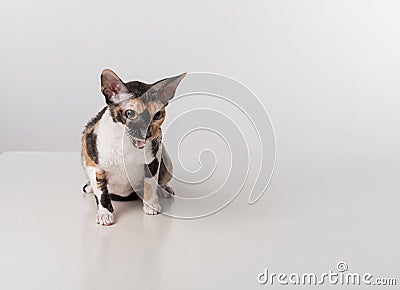 Cornish Rex Cat Sitting on the White Desk. White Background. Open Mouth Stock Photo